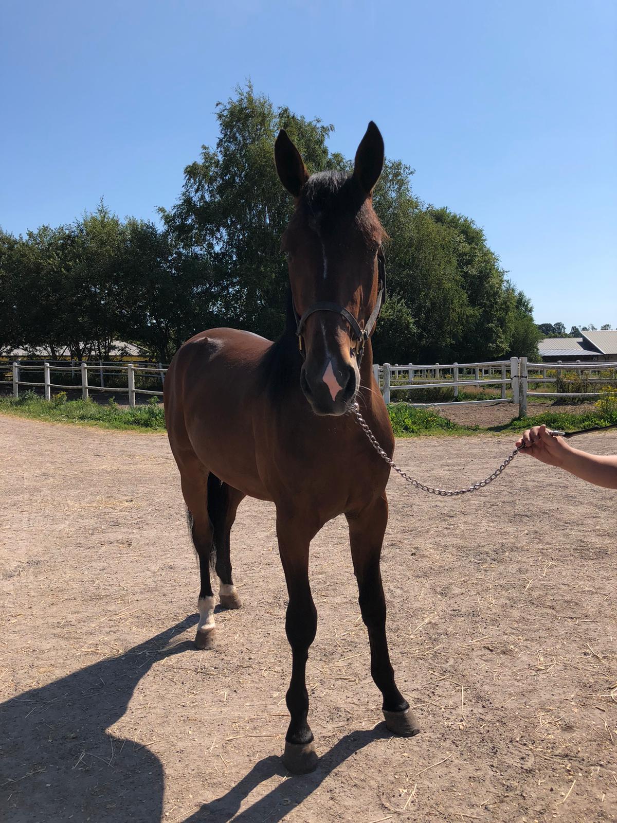 arcoveggio-