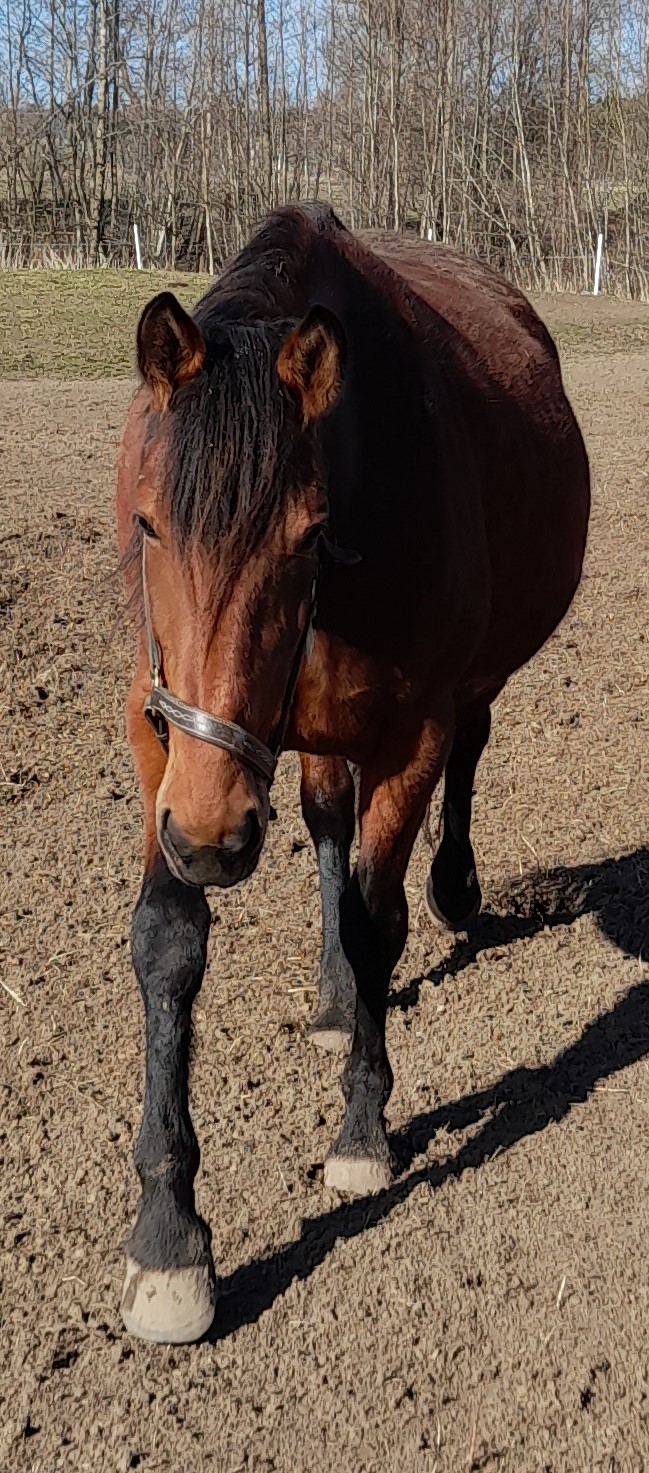 Wonder Horse