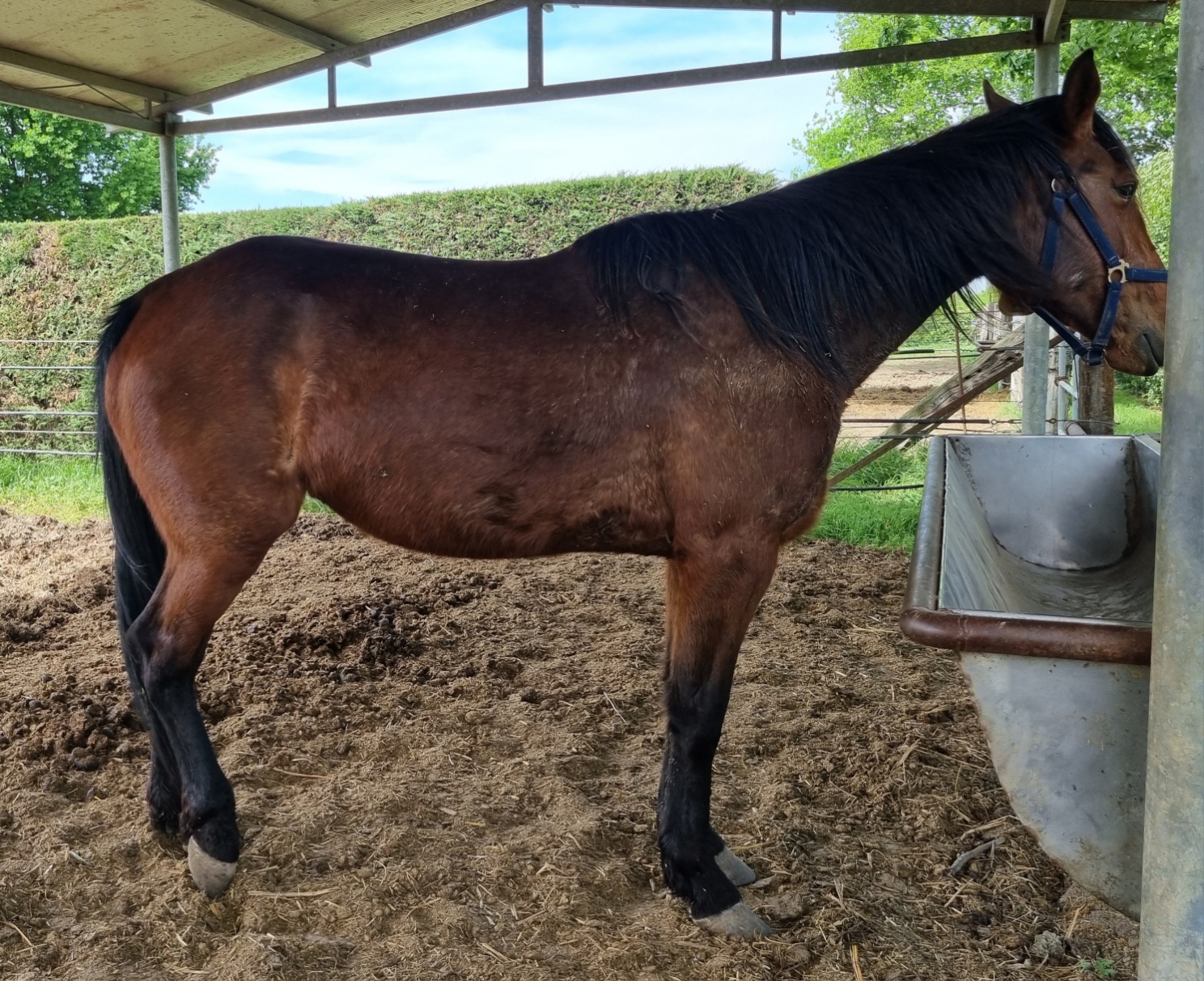 WonderHorse-2024-05-