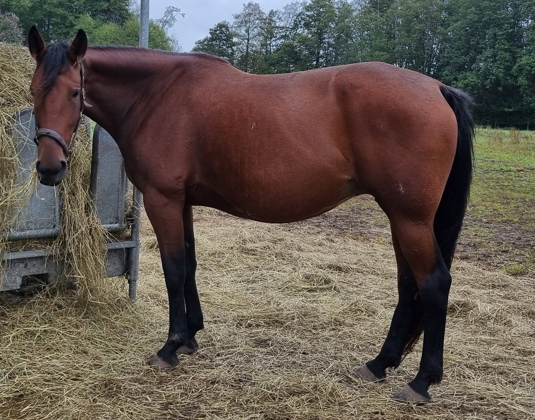 Wonder Horse