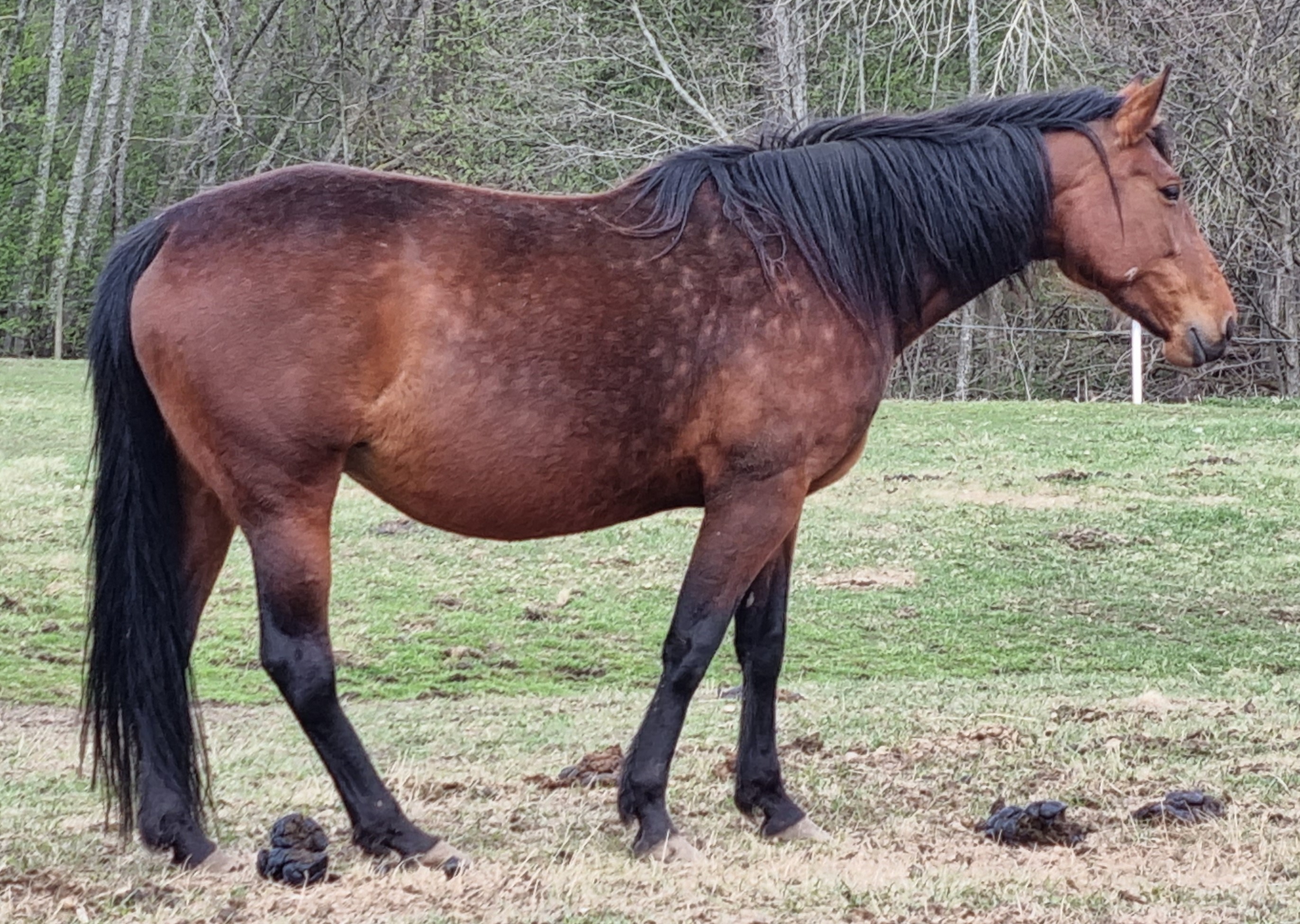 wonder horse
