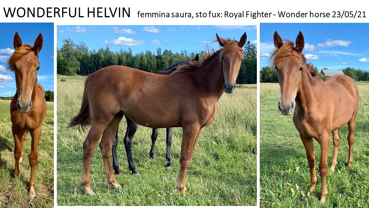 wonderful-helvin